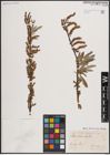 Foto von Salix eleagnos Scop.